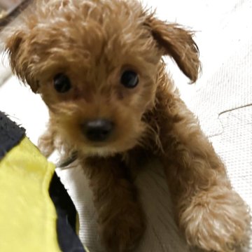 チワプー(チワワ×トイプードル)【大阪府・男の子・2025年9月16日・レッド】の写真「おめめくりくりの女の子みたいなイケメンくん❣️」