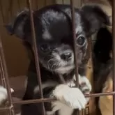 チワワ(ロング)【大阪府・女の子・2024年11月4日・ブラックタン】の写真1「ぺったんこのお顔🤭❤️」