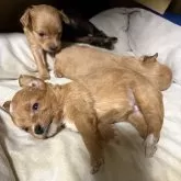 チワプー(トイプードル×チワワ)【大阪府・女の子・2025年2月20日・レッド】の写真8「どんどん可愛くなってきました😍」