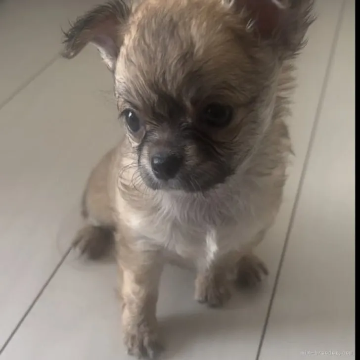 ID:2306-05380の子犬