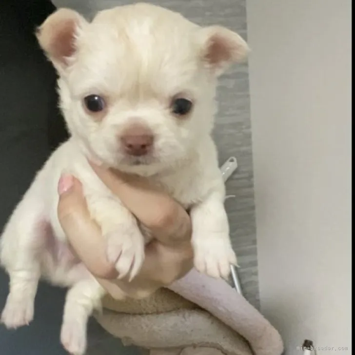 ID：2301-02356の子犬