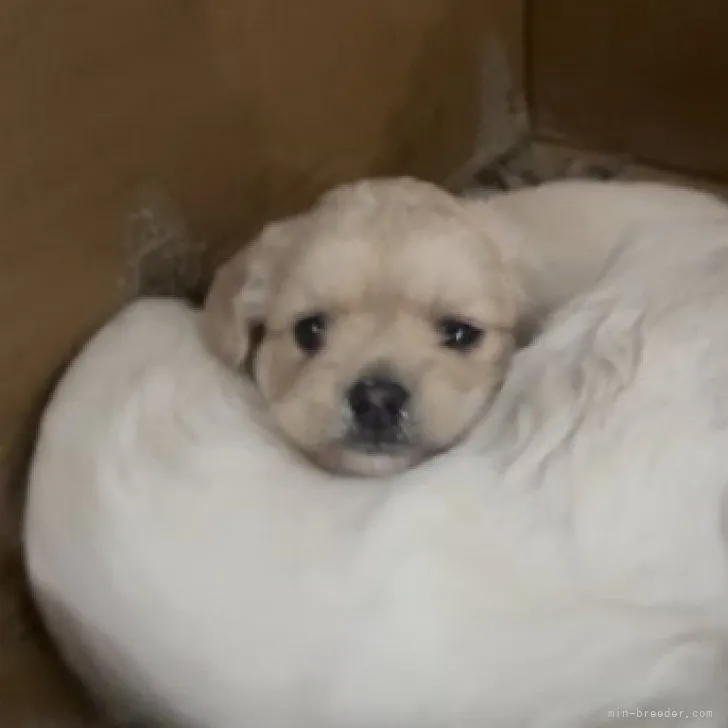ID：2305-05516の子犬