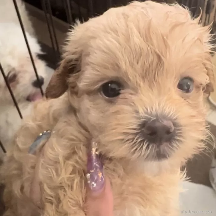ID:2407-05628の子犬