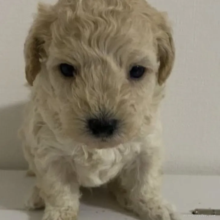 ID：2301-05252の子犬
