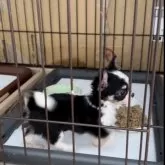 チワワ(ロング)【大阪府・女の子・2024年7月10日・ブラック&ホワイト】の写真2「ちびちびgirlです♡」