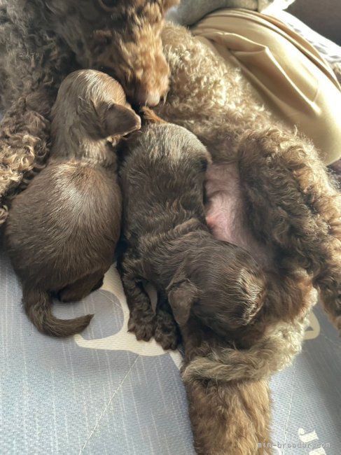 母犬が仔犬に母乳を与えている様子です😊｜長田　碧音(ながた　あいと)ブリーダー(香川県・トイプードル・JKC登録)の紹介写真1