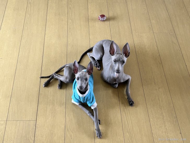 竹下一浩ブリーダーのブログ：可愛いイタグレちゃん😃