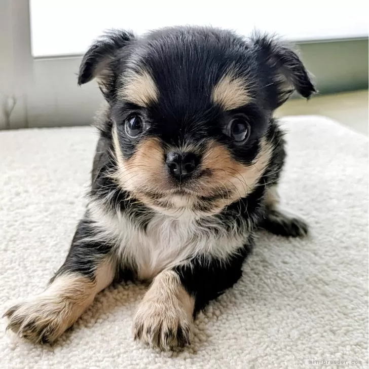 チワワ(ロング)【宮崎県・女の子・2025年10月9日・ブラックタン&amp;ホワイト】の写真1