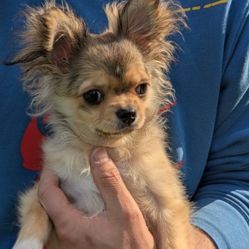 チワワ(ロング)【宮崎県・男の子・2025年10月9日・フォーン】の写真「お散歩できます🐶」