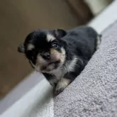 チワワ(ロング)【宮崎県・女の子・2025年10月9日・ブラックタン&ホワイト】の写真4