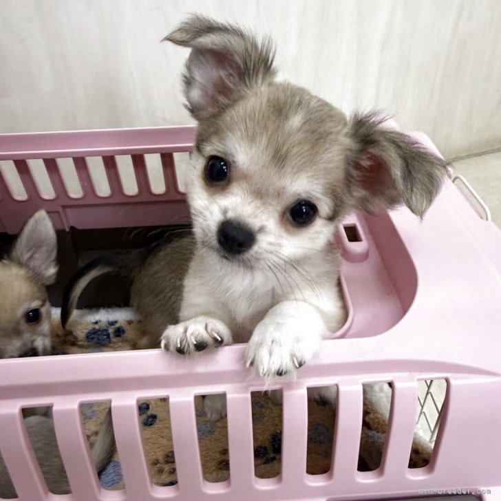 ブリーダー画像