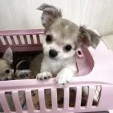 チワワ(ロング)