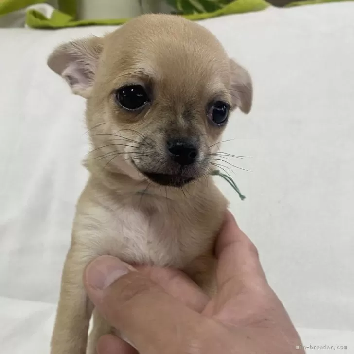 samsa 様のお迎えした子犬