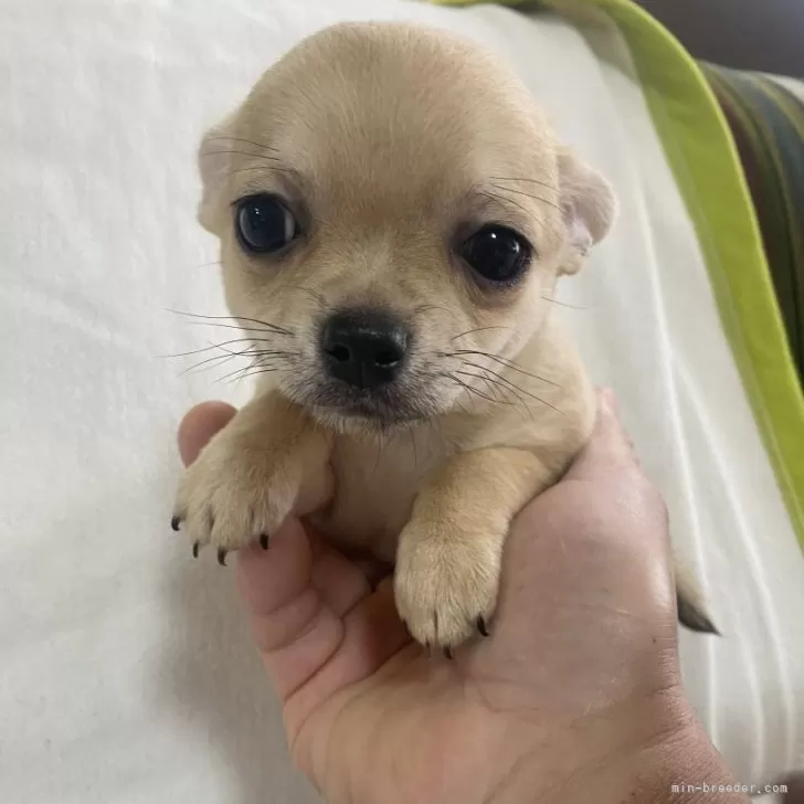 ID:2403-00488の子犬