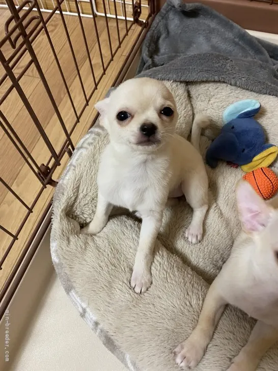 ID:2205-01817の子犬