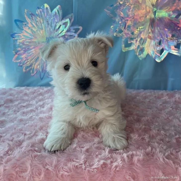 ID：2501-02930の子犬