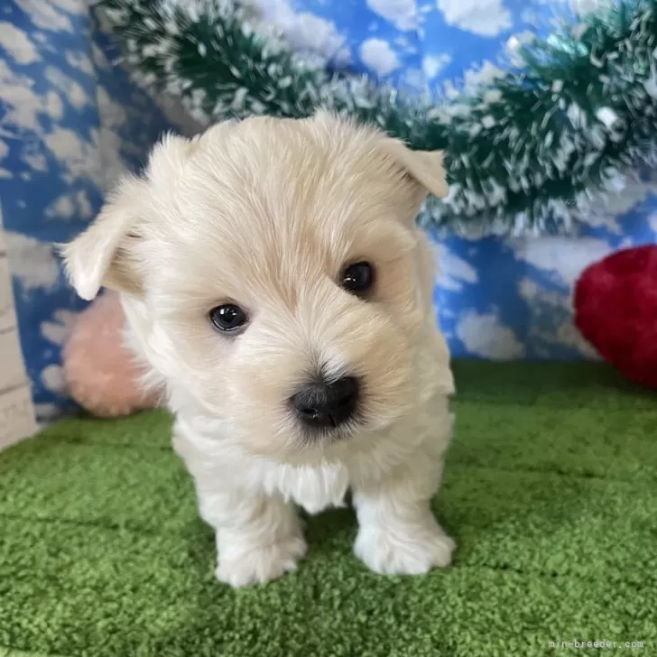 ID:2412-02471の子犬