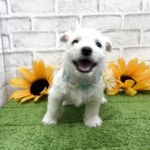 ウエストハイランドホワイトテリア