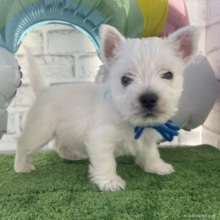 ID：2312-02377の子犬