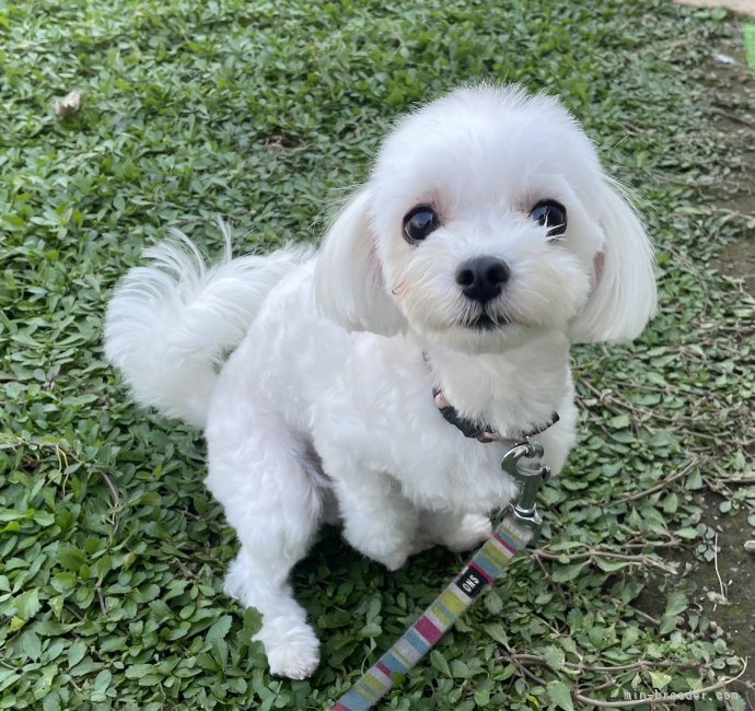 マルチーズ【・女の子・2021年3月23日・ホワイト】