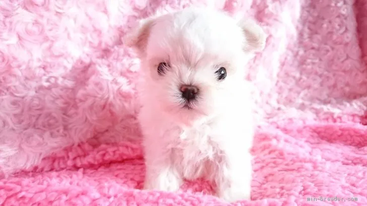 ID:2004-03285の子犬
