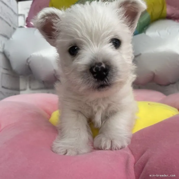 ID：2305-03608の子犬