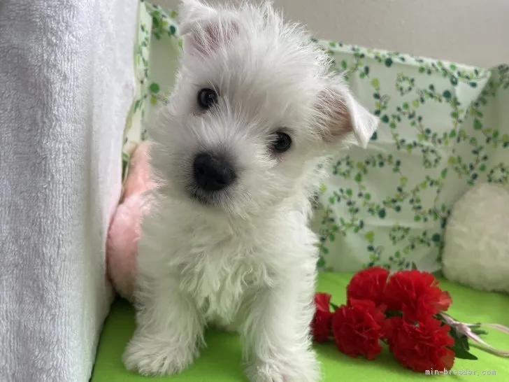 ID：2204-00887の子犬