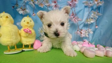 ウエストハイランドホワイトテリア【埼玉県・男の子・2021年2月17日・ホワイト】の写真「癒し系タレ目な男の子」