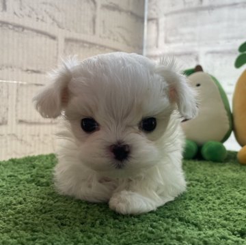 マルチーズ【埼玉県・女の子・2024年1月17日・ホワイト】の写真「ベビーフェイスの可愛いお姫様🌟」