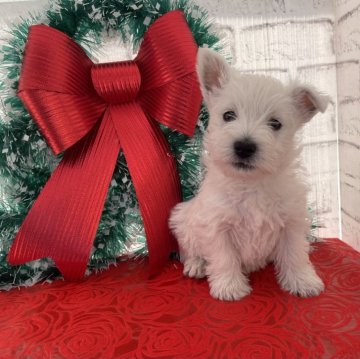 ウエストハイランドホワイトテリア【埼玉県・女の子・2023年11月8日・ホワイト】の写真「お目々クリクリの可愛いレディ💖」