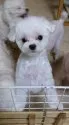 マルチーズ【埼玉県・男の子・2021年12月26日・ホワイト】の写真5「ママです💕」