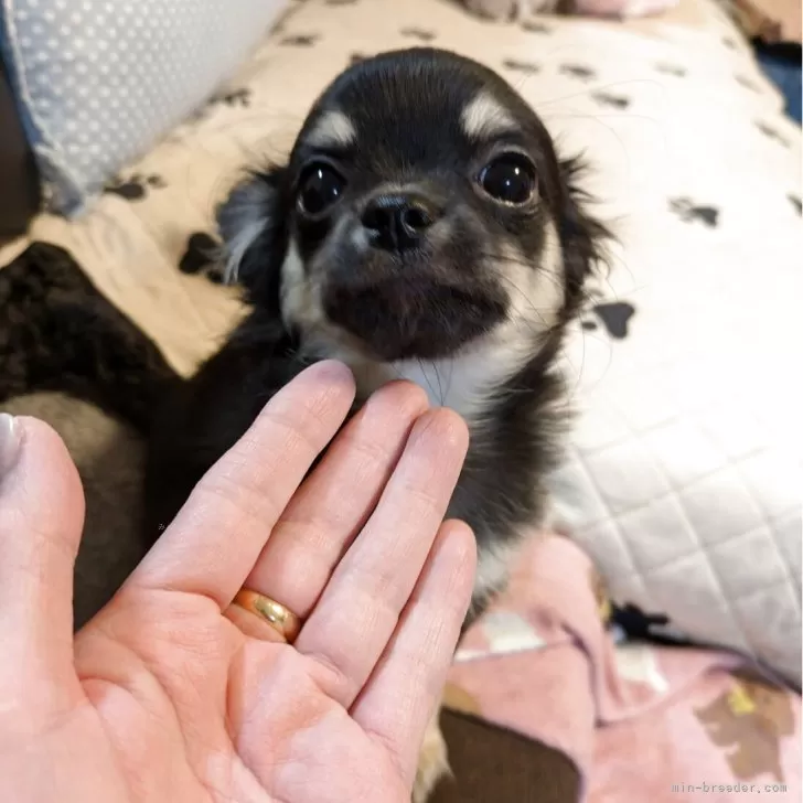 ID：2503-02917の子犬