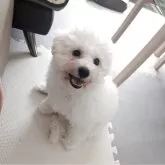 ビションフリーゼ