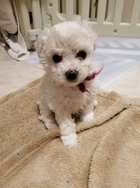 ID：2111-03307の子犬