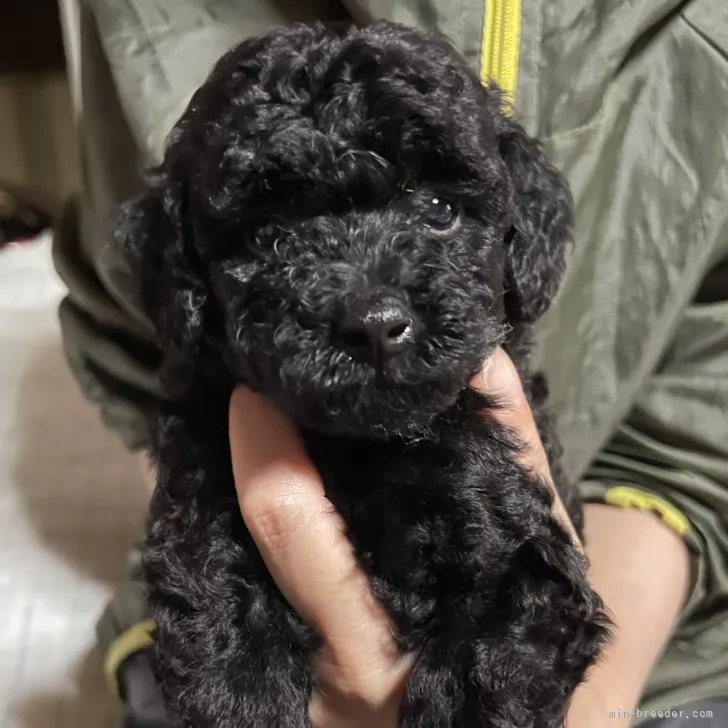 ID：2307-04004の子犬