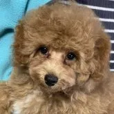 トイプードル(トイ)【福島県・女の子・2023年7月13日・アプリコット】の写真1「可愛いよ〜！」