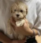タイニープードル【福島県・女の子・2022年6月20日・クリーム】の写真2