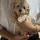 タイニープードル【福島県・女の子・2022年6月20日・クリーム】の写真3
