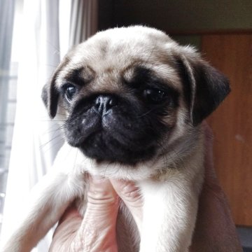 パグ【福岡県・男の子・2025年3月11日・フォーン】の写真「ムチムチです😁　動画なかったので登録しました」