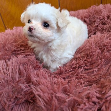 マルチーズ【福岡県・女の子・2025年5月11日・ホワイト】の写真「可愛いいお顔✨️」