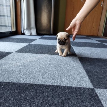 パグ【福岡県・男の子・2024年8月27日・フォーン】の写真「ムチムチボディー王子👑」