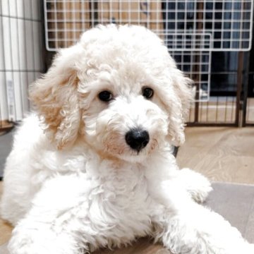 スタンダードプードル【千葉県・男の子・2025年6月21日・ホワイト】の写真「ミディアムプードルサイズ予想」