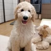 スタンダードプードル