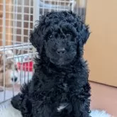 ミディアムプードル