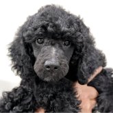 ミディアムプードル