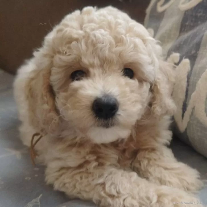 ID:2407-02859の子犬