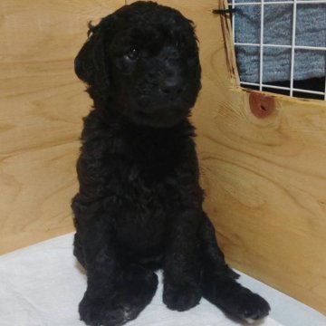 スタンダードプードル【千葉県・女の子・2024年4月23日・ブラック】の写真「小さめで成長中！」