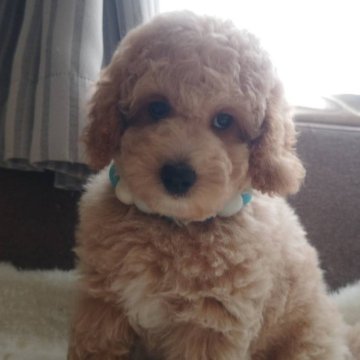 ミディアムプードル【千葉県・男の子・2024年6月9日・クリーム】の写真「お目目クリクリ甘えん坊な男の子」