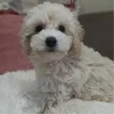 ミディアムプードル【千葉県・女の子・2023年11月13日・ホワイト】の写真1「生後６１日お耳が茶色です。」