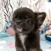 チワワ(ロング)【群馬県・女の子・2025年4月15日・ブラックタン】の写真2